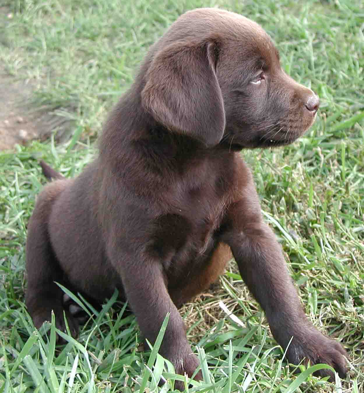 Lab pup